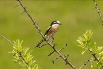 Ornitolozi otkrili novu vrstu ptice u Srbiji