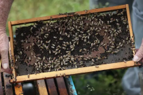 Naučnici obučili pčele da osete Kovid19