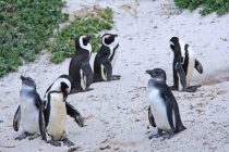 Grad pingvina u Južnoj Africi