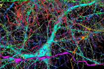 Mapiran ljudski mozak
