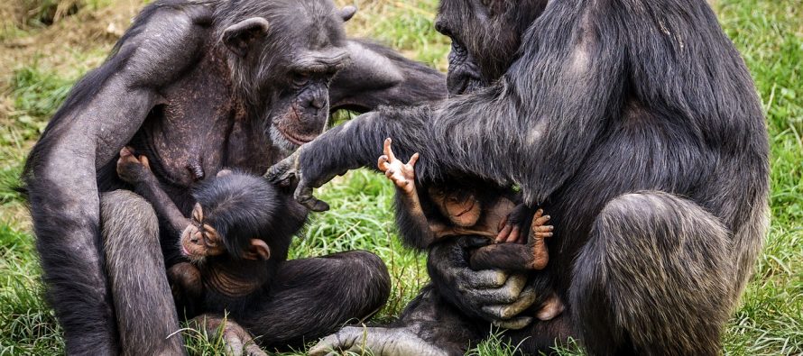 Šimpanze tretiraju jedni drugima rane nanoseći na njih smrvljene insekte