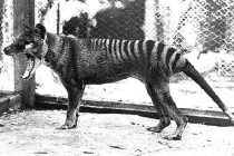 Tasmanijski tigar će biti vraćen u život?