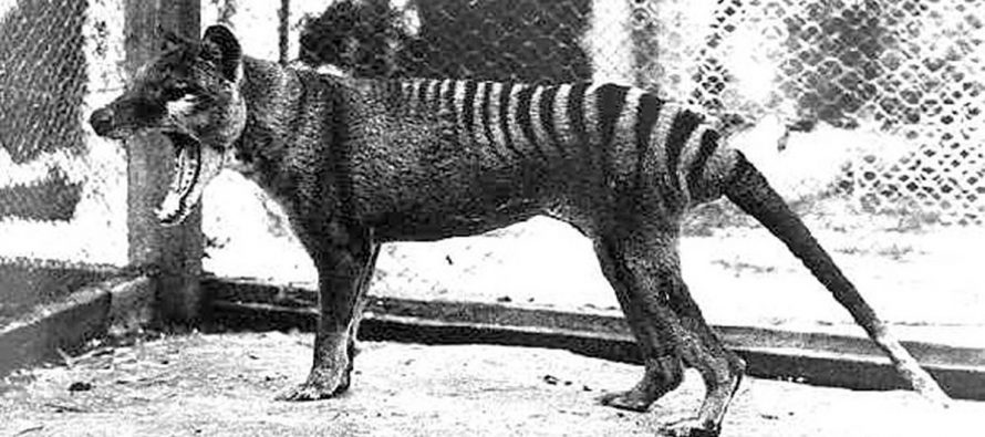 Tasmanijski tigar će biti vraćen u život?