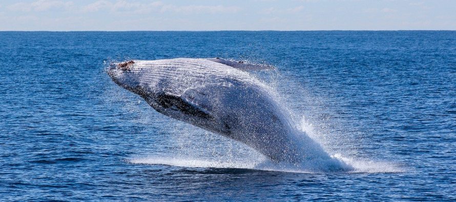 Island lov na kitove zamenjuje turizmom zasnovanim na posmatranju ovih životinja