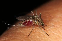 Genetski modifikovani komarci u službi iskorenjivanja smrtonosnih bolesti
