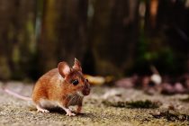 Naučnici pronašli način da podmlade sredovečne miševe