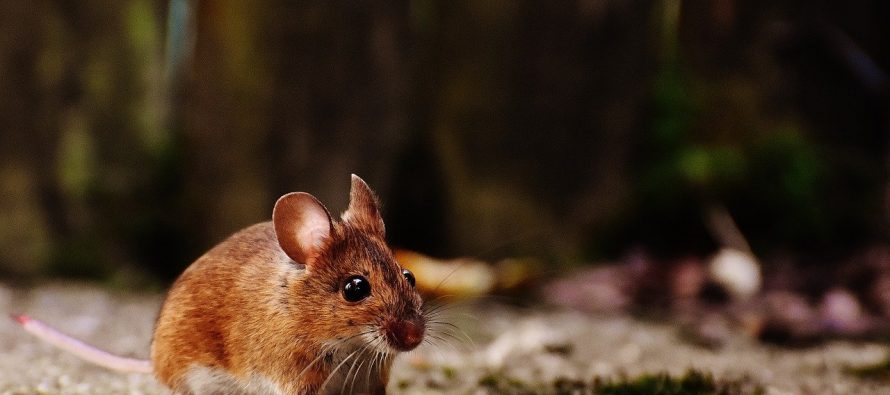 Naučnici pronašli način da podmlade sredovečne miševe