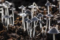 Gljive zapravo povezuju biljni svet