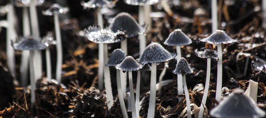 Gljive zapravo povezuju biljni svet
