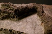Pronađen izuzetno očuvan fosil dinosaurusa usmrćenog tokom pada asteroida?