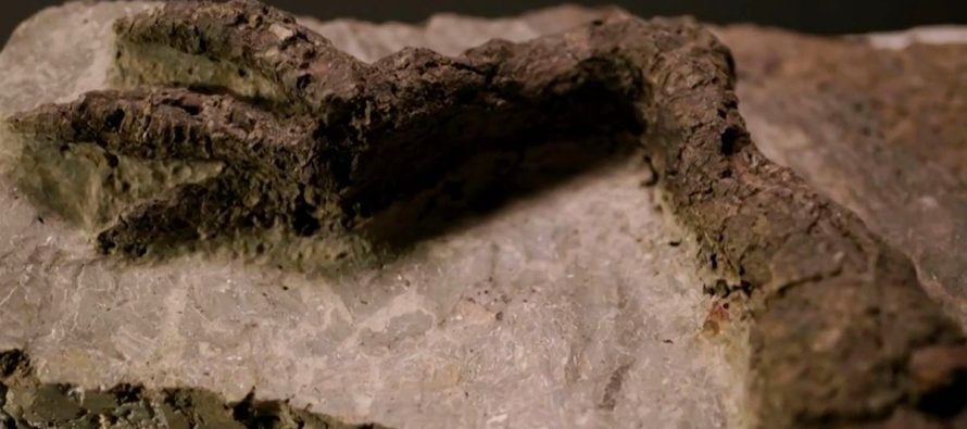Pronađen izuzetno očuvan fosil dinosaurusa usmrćenog tokom pada asteroida?