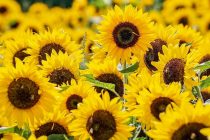 Sadite suncokret, lavandu i druge biljke za dobrobit baštenskih vrsta